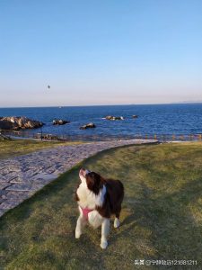 宠物狗品种价格排行榜(宠物狗价格排行榜前十名)-警犬训练器材厂家 _警犬训练用品_工作犬训练用品-南京开久警犬装备