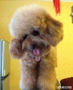 58同城二手大型狗笼(58同城二手大型狗笼 *** 慈溪)-警犬训练器材厂家 _警犬训练用品_工作犬训练用品-南京开久警犬装备