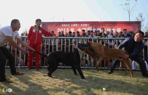 猛犬俱乐部比特买卖交易区  猛犬俱乐部比特比赛-警犬训练器材厂家 _警犬训练用品_工作犬训练用品-南京开久警犬装备