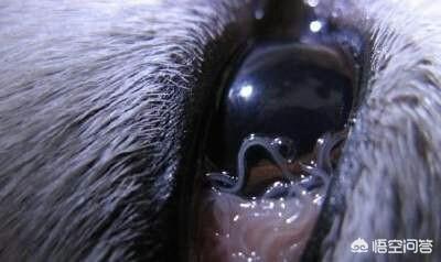 狗狗都有结膜吸吮线虫(狗狗结膜吸吮线虫病的症状和防治) - 警犬训练器材厂家 _警犬训练用品_工作犬训练用品-南京开久警犬装备-警犬训练器材厂家 _警犬训练用品_工作犬训练用品-南京开久警犬装备