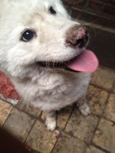 狗的鼻子干燥是怎么回事(口干鼻子干燥怎么回事)-警犬训练器材厂家 _警犬训练用品_工作犬训练用品-南京开久警犬装备