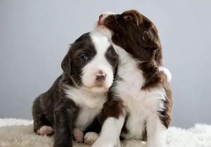 古牧羊犬(英国古代牧羊犬)-警犬训练器材厂家 _警犬训练用品_工作犬训练用品-南京开久警犬装备