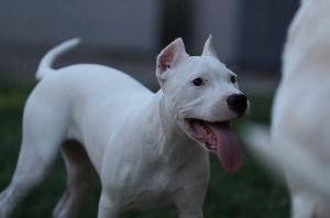 阿根廷杜高犬(阿根廷杜高犬幼犬 *** )-警犬训练器材厂家 _警犬训练用品_工作犬训练用品-南京开久警犬装备