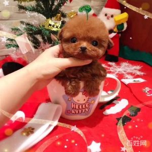 哪里有卖茶杯犬的宠物店(济南哪里有卖茶杯犬的)-警犬训练器材厂家 _警犬训练用品_工作犬训练用品-南京开久警犬装备