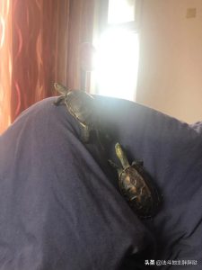 心理学分析喜欢狗的人_心理学喜欢猫和狗的人-警犬训练器材厂家 _警犬训练用品_工作犬训练用品-南京开久警犬装备