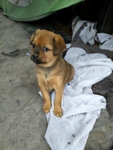 狗和犬的区别在哪里你知道吗?(狗和犬的区别在哪里 *** )-警犬训练器材厂家 _警犬训练用品_工作犬训练用品-南京开久警犬装备