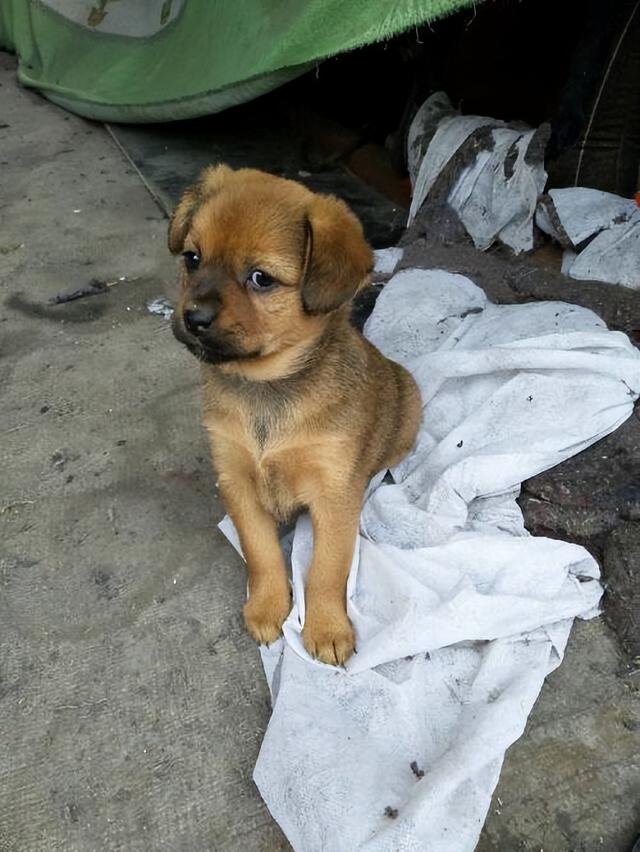 狗和犬的区别在哪里你知道吗?(狗和犬的区别在哪里 *** ) - 警犬训练器材厂家 _警犬训练用品_工作犬训练用品-南京开久警犬装备-警犬训练器材厂家 _警犬训练用品_工作犬训练用品-南京开久警犬装备