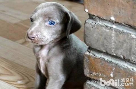 魏玛犬的优点和缺点 魏玛猎犬的优点和缺点 - 警犬训练器材厂家 _警犬训练用品_工作犬训练用品-南京开久警犬装备-警犬训练器材厂家 _警犬训练用品_工作犬训练用品-南京开久警犬装备