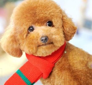 适合泰迪犬取的英文名字(适合给机器人取的英文名字)-警犬训练器材厂家 _警犬训练用品_工作犬训练用品-南京开久警犬装备