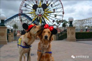 服务犬能做宠物(太行犬可以做宠物吗)-警犬训练器材厂家 _警犬训练用品_工作犬训练用品-南京开久警犬装备