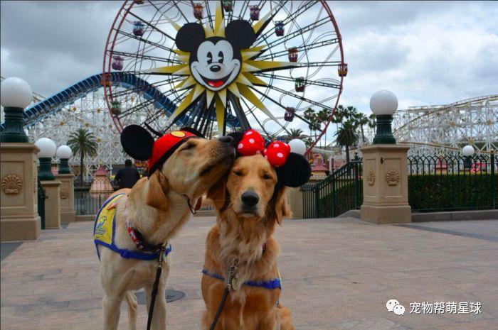 服务犬能做宠物(太行犬可以做宠物吗) - 警犬训练器材厂家 _警犬训练用品_工作犬训练用品-南京开久警犬装备-警犬训练器材厂家 _警犬训练用品_工作犬训练用品-南京开久警犬装备