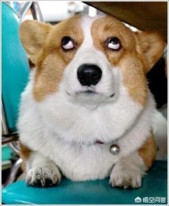 怎样训练狗狗罚站(怎样训练泰迪罚站)-警犬训练器材厂家 _警犬训练用品_工作犬训练用品-南京开久警犬装备