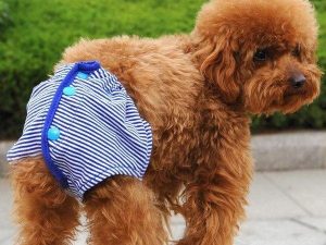 狗狗几岁 *** (狗狗绝育后又开始 *** 了)-警犬训练器材厂家 _警犬训练用品_工作犬训练用品-南京开久警犬装备