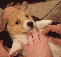 法老王猎犬多少钱一只(小法老王猎犬多少钱)-警犬训练器材厂家 _警犬训练用品_工作犬训练用品-南京开久警犬装备