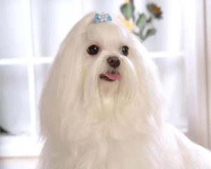 中国第一名犬_智商犬第一名-警犬训练器材厂家 _警犬训练用品_工作犬训练用品-南京开久警犬装备