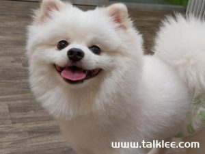 宠物博美犬多少钱一只(正宗博美犬多少钱一只)-警犬训练器材厂家 _警犬训练用品_工作犬训练用品-南京开久警犬装备