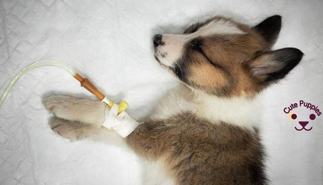 小狗犬瘟热初期症状是什么症状(狗狗犬瘟热是什么症状) - 警犬训练器材厂家 _警犬训练用品_工作犬训练用品-南京开久警犬装备-警犬训练器材厂家 _警犬训练用品_工作犬训练用品-南京开久警犬装备