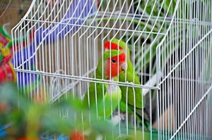 古代狗的品种(中国古代犬品种)-警犬训练器材厂家 _警犬训练用品_工作犬训练用品-南京开久警犬装备