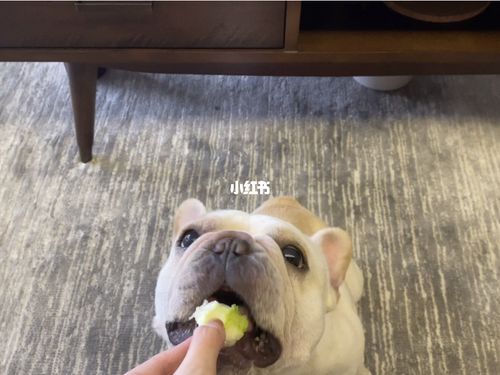 狗狗可以吃番石榴(狗狗吃了番石榴有事吗) - 警犬训练器材厂家 _警犬训练用品_工作犬训练用品-南京开久警犬装备-警犬训练器材厂家 _警犬训练用品_工作犬训练用品-南京开久警犬装备