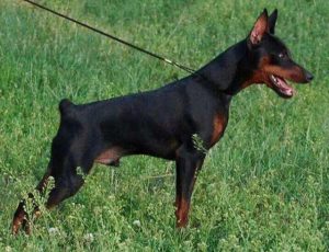 中小型犬品种大全(中小型犬)-警犬训练器材厂家 _警犬训练用品_工作犬训练用品-南京开久警犬装备