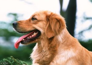 拉布拉多犬和金毛的区别是什么?拉布拉多犬和金毛的区别 ***-警犬训练器材厂家 _警犬训练用品_工作犬训练用品-南京开久警犬装备