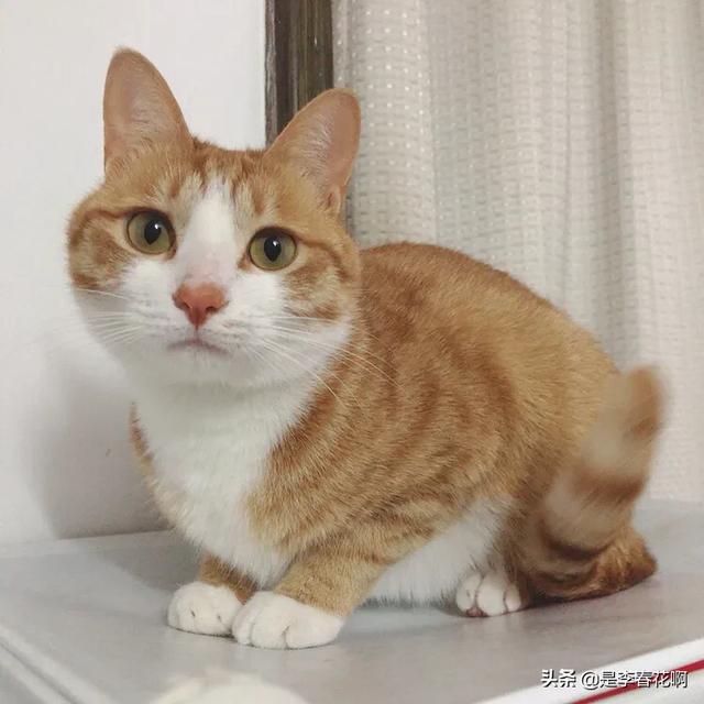 狼狗怎么样训练萌宠 - 警犬训练器材厂家 _警犬训练用品_工作犬训练用品-南京开久警犬装备-警犬训练器材厂家 _警犬训练用品_工作犬训练用品-南京开久警犬装备