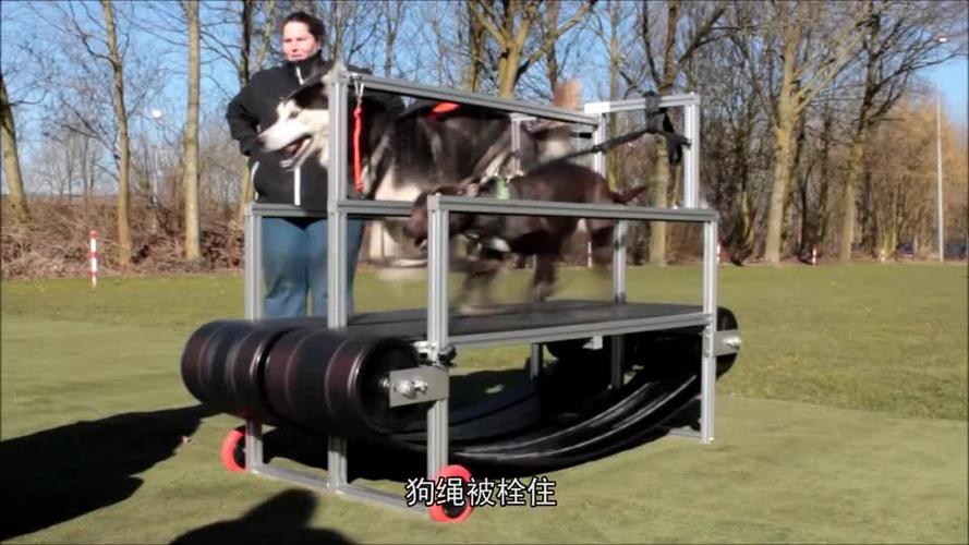 比特犬上跑步机能开气门吗 - 警犬训练器材厂家 _警犬训练用品_工作犬训练用品-南京开久警犬装备-警犬训练器材厂家 _警犬训练用品_工作犬训练用品-南京开久警犬装备