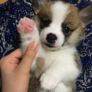 狗起是什么梗-警犬训练器材厂家 _警犬训练用品_工作犬训练用品-南京开久警犬装备