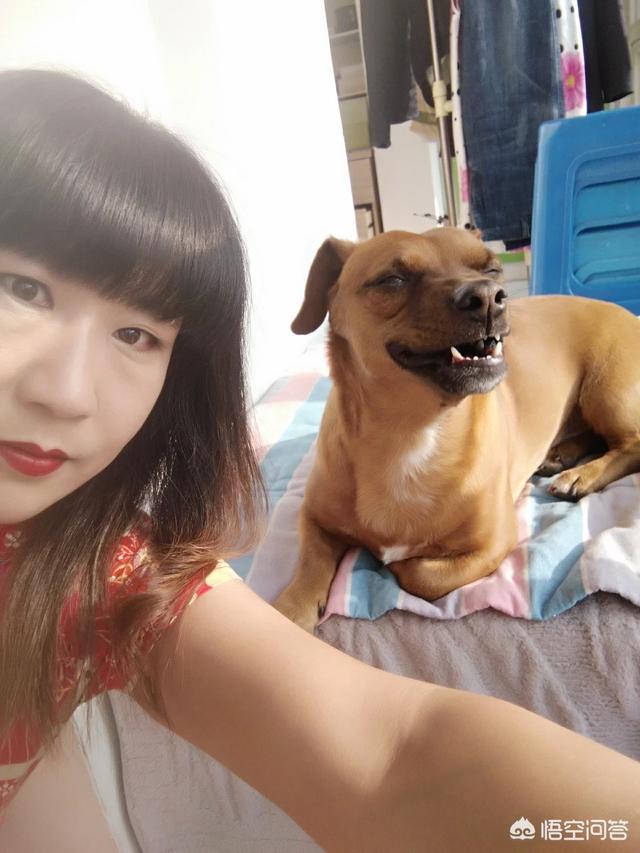 最丑的狗狗品种(丑萌的狗狗品种排名) - 警犬训练器材厂家 _警犬训练用品_工作犬训练用品-南京开久警犬装备-警犬训练器材厂家 _警犬训练用品_工作犬训练用品-南京开久警犬装备