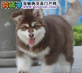 阿拉斯加雪橇犬价格阿拉斯加雪橇犬价格是多少(阿拉斯加和阿拉斯加雪橇犬)-警犬训练器材厂家 _警犬训练用品_工作犬训练用品-南京开久警犬装备