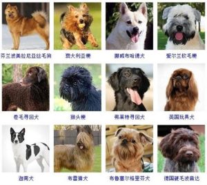 常见宠物犬品种大全(中小型宠物犬品种大全)-警犬训练器材厂家 _警犬训练用品_工作犬训练用品-南京开久警犬装备