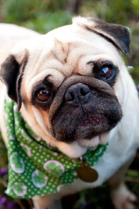 怎么才知道狗狗是不是卡住了？怎么知道狗狗是不是热 - 警犬训练器材厂家 _警犬训练用品_工作犬训练用品-南京开久警犬装备-警犬训练器材厂家 _警犬训练用品_工作犬训练用品-南京开久警犬装备