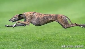 世界猎犬十大排名(世界猎犬十大排名世界最好看家犬)-警犬训练器材厂家 _警犬训练用品_工作犬训练用品-南京开久警犬装备