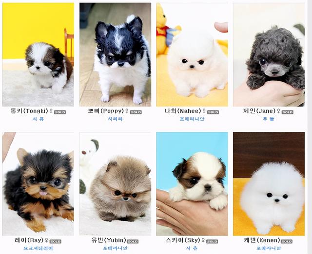 茶杯狗是怎么培育出来的(茶杯犬怎么养) - 警犬训练器材厂家 _警犬训练用品_工作犬训练用品-南京开久警犬装备-警犬训练器材厂家 _警犬训练用品_工作犬训练用品-南京开久警犬装备