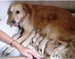 同一胎的狗能配吗-警犬训练器材厂家 _警犬训练用品_工作犬训练用品-南京开久警犬装备