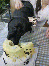 工作犬排行榜(工作犬排行榜前十名)-警犬训练器材厂家 _警犬训练用品_工作犬训练用品-南京开久警犬装备