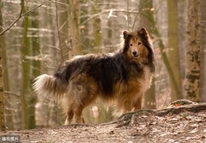 喜乐蒂牧羊犬的优点和缺点-警犬训练器材厂家 _警犬训练用品_工作犬训练用品-南京开久警犬装备
