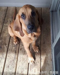 十大嗅觉灵敏的狗(猪和狗谁的嗅觉灵敏)-警犬训练器材厂家 _警犬训练用品_工作犬训练用品-南京开久警犬装备