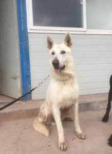 德国牧羊犬价格(德国牧羊犬价格大概多少钱一只)-警犬训练器材厂家 _警犬训练用品_工作犬训练用品-南京开久警犬装备