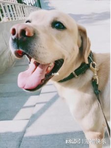 狗狗收索(狗狗收耳朵)-警犬训练器材厂家 _警犬训练用品_工作犬训练用品-南京开久警犬装备