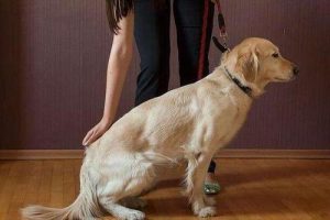 训练宠物狗(如何训练小狗大小便)-警犬训练器材厂家 _警犬训练用品_工作犬训练用品-南京开久警犬装备