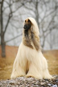 阿富汗猎狗阿富汗猎犬(阿富汗猎犬是阿富汗的吗)-警犬训练器材厂家 _警犬训练用品_工作犬训练用品-南京开久警犬装备