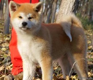 *** 秋田犬( *** 秋田犬简介)-警犬训练器材厂家 _警犬训练用品_工作犬训练用品-南京开久警犬装备