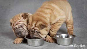 狗护食是什么行为(狗护食是什么样子)-警犬训练器材厂家 _警犬训练用品_工作犬训练用品-南京开久警犬装备