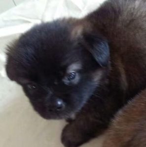 狗狗自己在家怎么都在睡觉:狗狗在家总爱睡觉?-警犬训练器材厂家 _警犬训练用品_工作犬训练用品-南京开久警犬装备