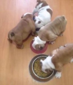 小狗狗吃完东西就趴着(小狗狗不怎么吃东西怎么办)-警犬训练器材厂家 _警犬训练用品_工作犬训练用品-南京开久警犬装备