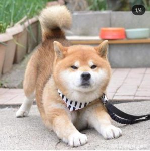 柴犬 *** (柴犬 *** 高清)-警犬训练器材厂家 _警犬训练用品_工作犬训练用品-南京开久警犬装备