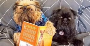 猫狗斗一番_猫狗斗一番-警犬训练器材厂家 _警犬训练用品_工作犬训练用品-南京开久警犬装备