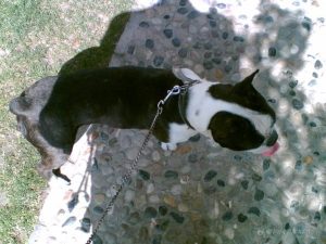 中型伴侣犬品种(不掉毛的中型犬都有哪些品种)-警犬训练器材厂家 _警犬训练用品_工作犬训练用品-南京开久警犬装备