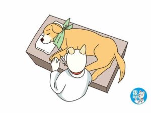 狗狗 *** 过程痛吗mdash【宠物圈】-警犬训练器材厂家 _警犬训练用品_工作犬训练用品-南京开久警犬装备